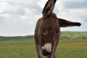 De très longues oreilles sur un poulain burro debout dans un champ photo