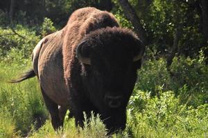 regardant directement dans le visage d'un buffle américain photo