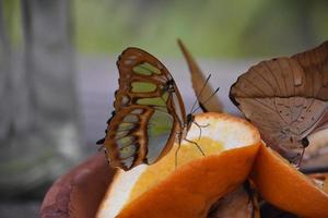 joli profil d'un papillon malachite vert et marron photo