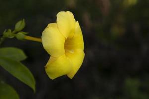 belle fleur jaune allamanda cathartica fleur dans l'arbre du jardin photo