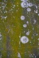 champignons mousse verte texture abstrait mur de béton. fond vintage rouillé, grungy, graveleux photo