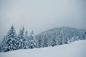 pins couverts de neige sur la montagne chomiak. beaux paysages d'hiver des carpates, ukraine. nature givrée majestueuse. photo