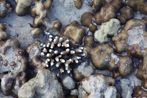 coraux dans les eaux peu profondes à marée basse photo