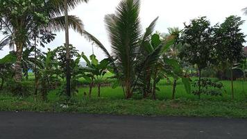 route de village avec arbre photo