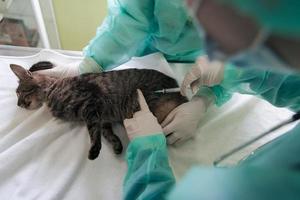 équipe vétérinaire pour traiter les chats malades, maintenir le concept de santé animale, hôpital pour animaux photo