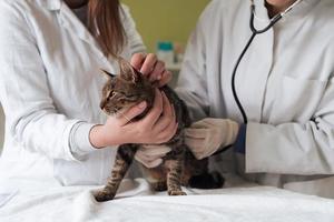équipe vétérinaire pour traiter les chats malades, maintenir le concept de santé animale, hôpital pour animaux photo