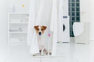 chien jack russell terrier pose entre des serviettes blanches accrochées à un sèche-linge dans la salle de lavage. laveuse et panier à linge en arrière-plan. photo