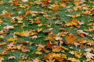 les feuilles d'automne jaune vif sur l'herbe verte peuvent être utilisées comme arrière-plan. feuillage doré pendant la journée ensoleillée. temps d'octobre ensoleillé