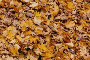 texture, arrière-plan ou motif. feuilles d'érable d'automne jaunes sur le sol. feuillage orangé. octobre ou novembre. environnement photo