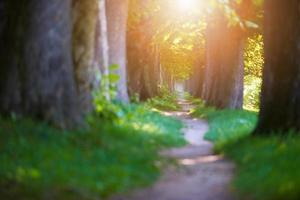 route de campagne dans une allée d'arbres photo