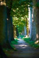 route de campagne dans une allée d'arbres photo