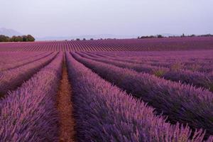 champ de lavande france photo