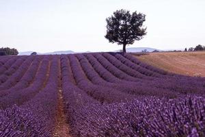 champ de fleurs de lavande violette avec arbre solitaire photo