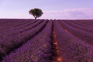 champ de fleurs de lavande violette avec arbre solitaire photo