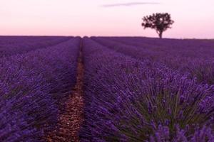 champ de fleurs de lavande violette avec arbre solitaire photo