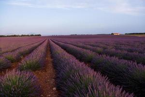 champ de lavande france photo