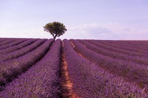 champ de fleurs de lavande violette avec arbre solitaire photo