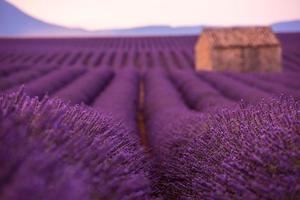 champ de fleurs de lavande pourpre avec une vieille maison en pierre solitaire photo