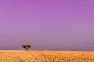 seul arbre sur un champ moissonné photo