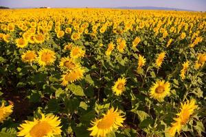 vue sur le champ de tournesol photo