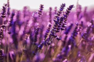 gros plan de buissons de fleurs aromatiques pourpres lavande photo