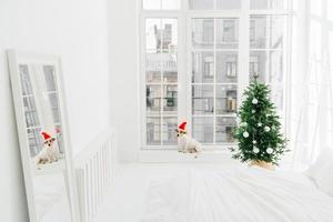 ambiance de noël, appartement moderne et animaux. chambre confortable avec arbre de nouvel an décoré dans des tons blancs, chiot près de la fenêtre. tir horizontal photo