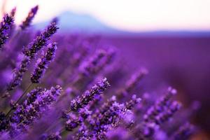 gros plan de buissons de fleurs aromatiques pourpres lavande photo