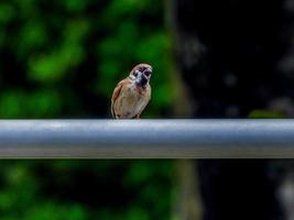 moineau dans le jardin arrière-plan flou photo