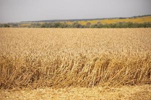 paysage de photo de champ de blé. récolte de céréales