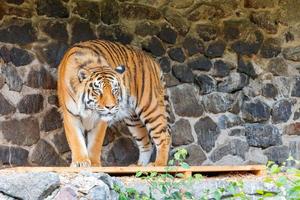 un tigre orange rayé se dresse contre un mur de pierre. photo