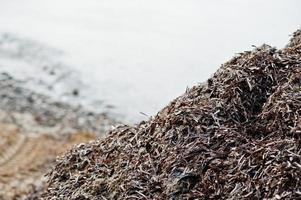 algues sur le sable. une plage de sable avec des algues rejetées par les vagues sur la dinde. photo