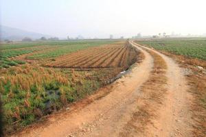 rangées de pommes de terre récemment germées poussant dans un champ photo