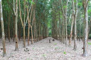 jardin d'arbres à caoutchouc para dans le sud de la thaïlande photo