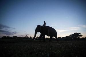 silhouette d'éléphant au coucher du soleil photo