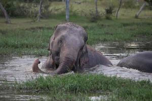 éléphant d'asie à surin, thaïlande