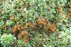 fruits tropicaux, ramboutan sur arbre photo