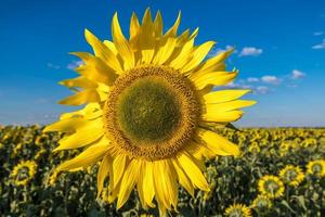 tournesols jaune vif en pleine floraison dans le jardin pour l'huile améliore la santé de la peau et favorise la régénération cellulaire photo