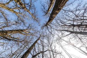 couronnes nues et branches maladroites d'énormes chênes poussant dans le ciel bleu en journée ensoleillée photo