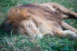 lion dans l'herbe photo