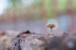 champignon solitaire poussant à partir de rondins. photo