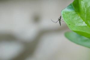 les moustiques aedes sont porteurs de la dengue pendant la saison des pluies. nous devons être très prudents. photo