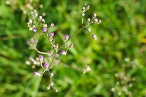 fleurs d'herbe bleues et blanches. photo