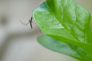 les moustiques aedes sont porteurs de la dengue pendant la saison des pluies. nous devons être très prudents. photo