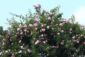 roses dans le jardin photo