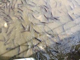 Les poissons nagent dans l'environnement de la rivière aucun peuple photographie image couleur photo