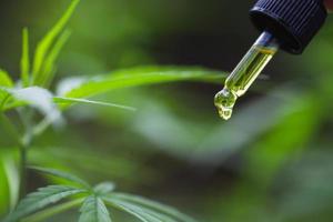 huile de chanvre cbd, main tenant une bouteille d'huile de cannabis contre la plante de marijuana. traitement à base de plantes, médecine alternative photo