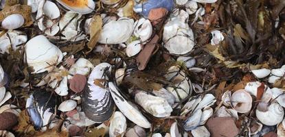 débris de plage qui s'est échoué photo