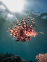 lionfish avec sun flare photo