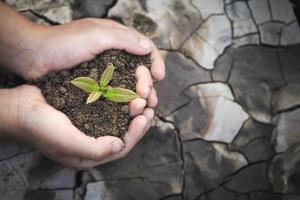 les arbres poussent entre les mains de l'homme sur fond de sol sec et fissuré, plantent un arbre, réduisent le réchauffement climatique, le printemps, la journée mondiale de l'environnement, la journée écologique de la terre. photo