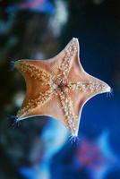 étoile de mer située sur le verre d'un aquarium photo